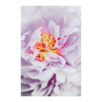 Peony